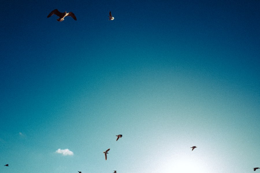 Seagulls flying against a deep blue sky